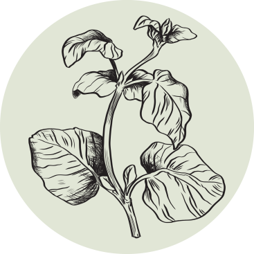Oregano